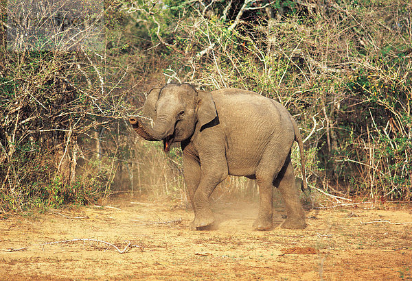 Wildlife. Elefant. Indischen Elefanten-Baby.