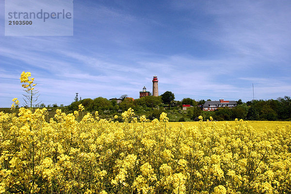Oilseed Rape Feld mit Leuchtturm im Hintergrund  Rügen  Mecklenburg-Vorpommern  Deutschland