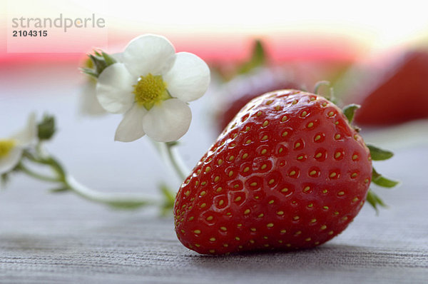 Erdbeere und Blüte  Nahaufnahme