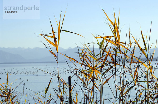 Germany  Bavaria  reed at the Ammersee