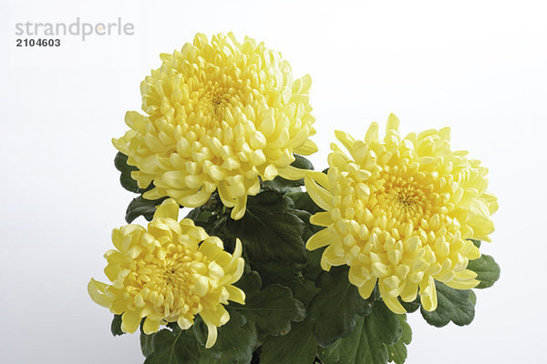 Gelbe Chrysantheme (Chrysantheme indicum)  Nahaufnahme