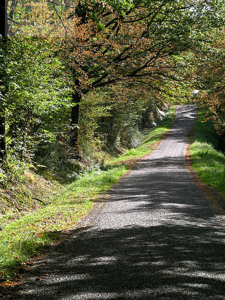 Straßenlauf durch Wald