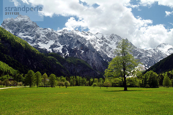 Bäume im Feld