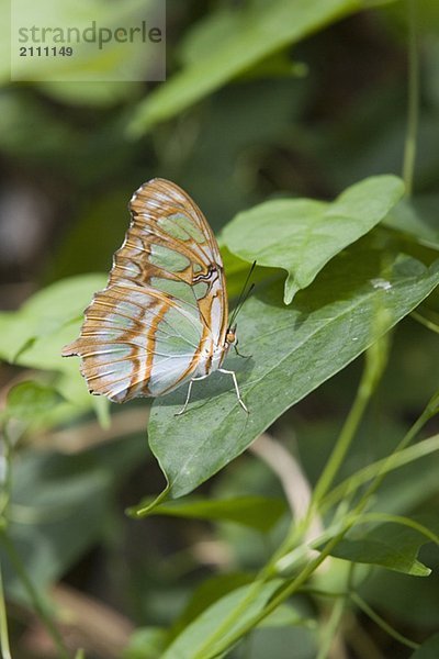 Malachite butterfly (Siproeta stelenes) resting on leaf  Niagara Butterfly Conservatory  Niagara Falls  Ontario  Canada.