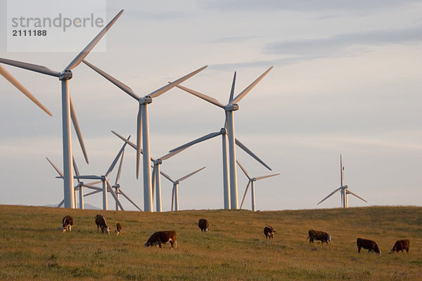 Windmills used to generate electrical power at Cowley Ridge in southern Alberta  Canada