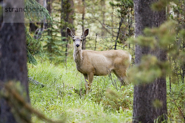 Mule deer (Odocoileus hemionus) near Maligne Lake  Jasper National Park  Alberta  Canada