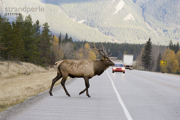 Large male Elk (Cervus elaphus) crossing highway in Jasper National Park  Alberta  Canada.