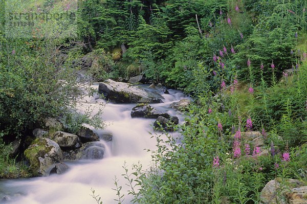 Mountain stream with fireweed and trees  Whistler  B.C.