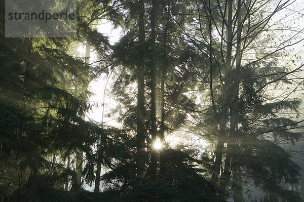 Sun rays in fog  West Vancouver  B.C.