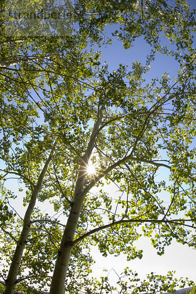 Sun shining in trees  Saskatchewan