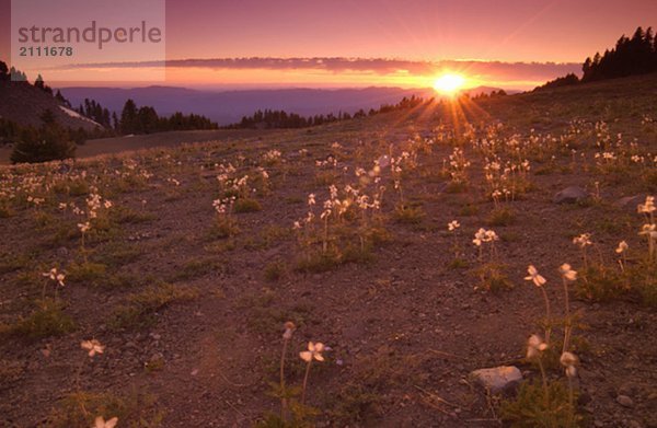 Sunset over a field of wildflowers  Crater Lake National Park  Oregon  USA