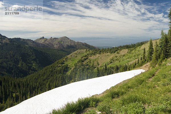 Snow patch left from winter in an alpine meadow overlooking the ocean  Olympic National Park  Washington  USA