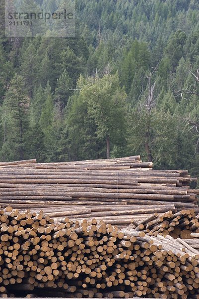 Logs awaiting processing at a lumber mill  Midway  BC  Canada