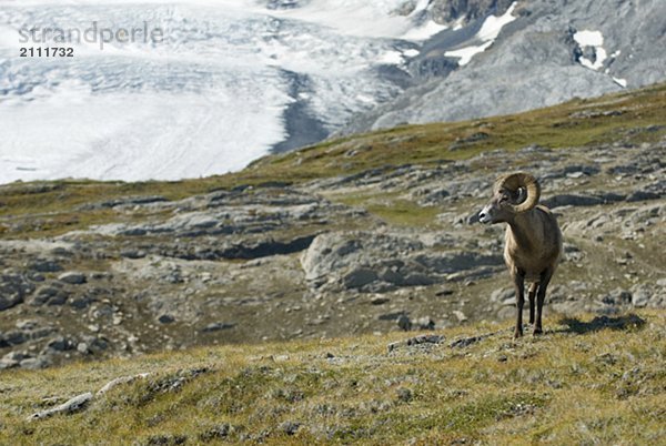 Bighorn Sheep in an alpine meadow. Wilcox Pass  Jasper National Park  Alberta