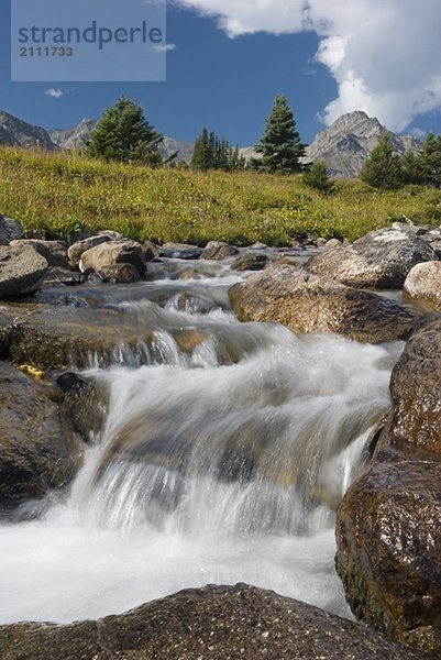 A waterfall flows through an alpine meadow  Skyline Trail  Jasper National Park  Alberta  Canada.