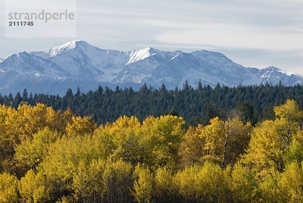 Fall colour with snowcapped mountains in the background  Clinton  BC  Canada
