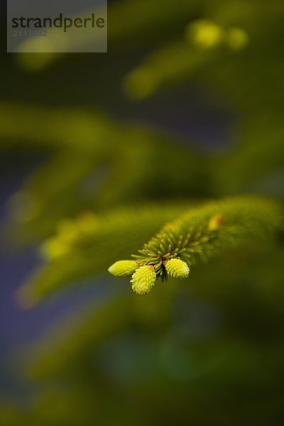 New growth on fir tree  Chamonix  France