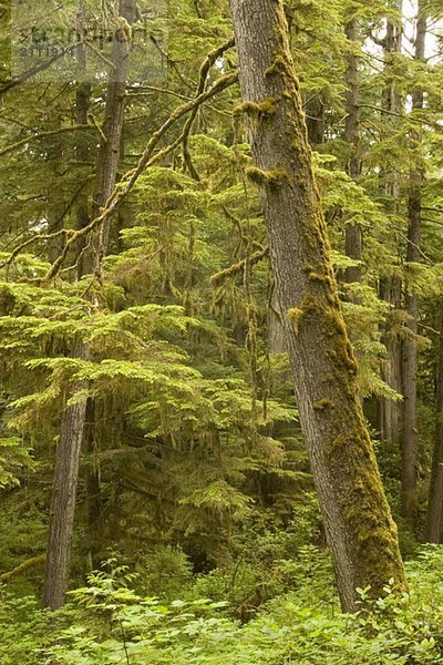 Old growth rainforest in Pacific Rim National Park  Vancouver Island  British Columbia  Canada