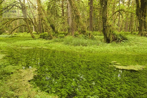 Quinault Rainforest  Olympic National Park  Olympic Peninsula  Washington  USA