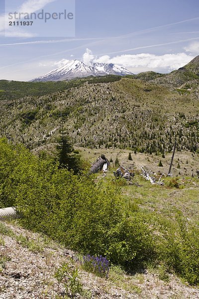 View of Mt. St. Helens and dead trees affected by 1980 blast  Mount St. Helens National Volcanic Monument  Washington  USA
