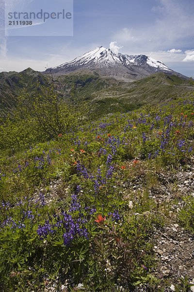 View of Mt. St. Helens and wildflowers  Mount St. Helens National Volcanic Monument  Washington  USA