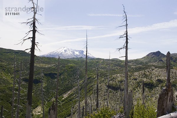 View of Mt. St. Helens and dead trees affected by 1980 blast  Mount St. Helens National Volcanic Monument  Washington  USA