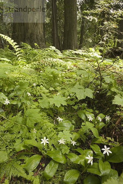 Queen's cup flowers carpet the old growth forest floor near Island Lake  Elk Valley  Fernie  British Columbia  Canada