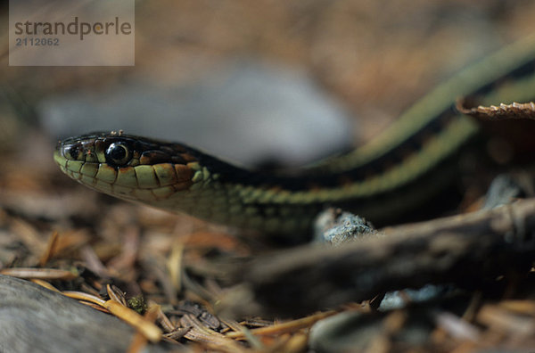 Garter Snake closeup  Victoria  BC