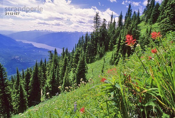 Indian Paintbrush flowers bloom in the alpine meadow above Slocan Lake BC