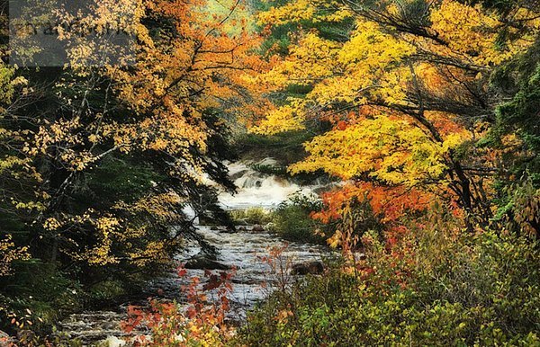Autumn leaves and small stream. Cape Breton Highlands National Park.