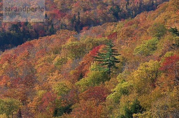 Autumn color. Cape Breton Highlands National Park.