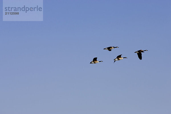 Four Canadian Geese in flight across a blue sky  Burlington  Ontario.