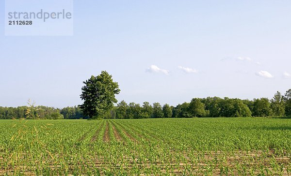 Cornfield disappearing into tree line and blue sky  Flamborough  Ontario