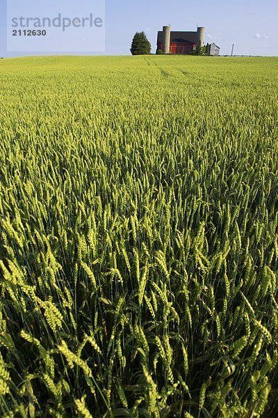 Wheat field with farm house on the horizon  Flamborough  Ontario