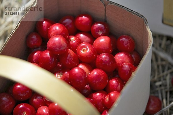 Basket of cherries  Ontario