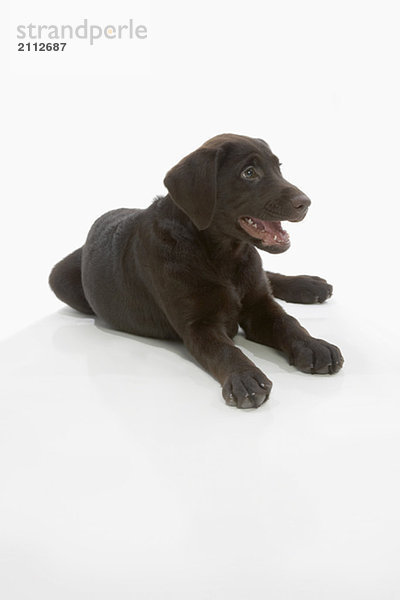Chocolate labrador puppy  laying with paws stretched out  mouth open