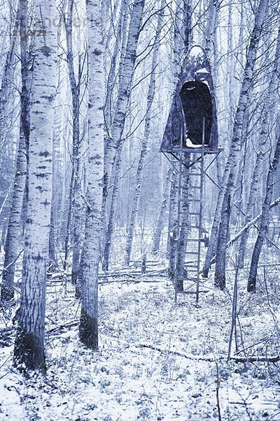 Grove of poplar trees with hunting blind in tree  duotone  Alberta