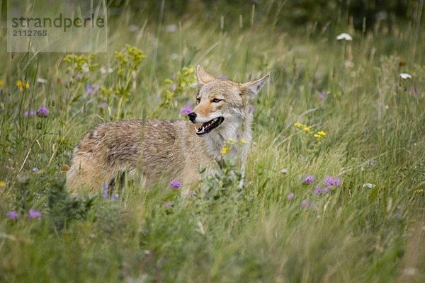 Coyote in field in Rocky Mountain Foothills  Waterton Lakes National Park  Alberta  Canada.