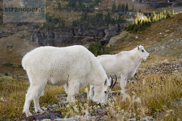 Mountain goats near Logan Pass  Glacier National Park Montana  USA