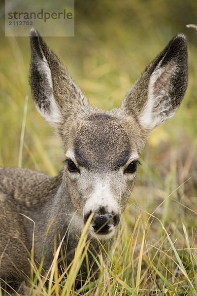 Mule deer near Maligne Lake  Jasper National Park  Alberta  Canada