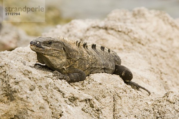 Green Iguana basking on rocks  Long Caye  Glover's Reef  Belize.