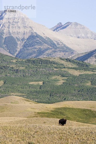 Buffalo in Rocky Mountain Foothills  Waterton Lakes National Park  Alberta  Canada.