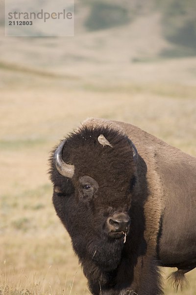 Buffalo in Rocky Mountain Foothills  Waterton Lakes National Park  Alberta  Canada.