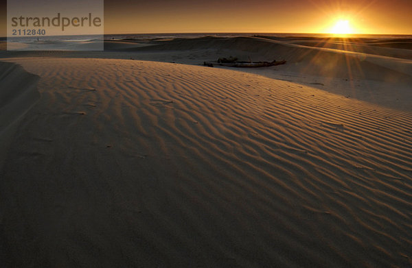 Sand Dunes at sunset  Oregon Dunes National Recreation Area