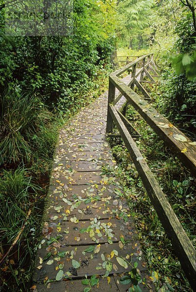Wood walkway covered in leaves leads to the rainforest  Pacific Rim National Park