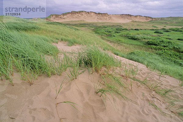 Fragile grass holds sand dunes in place  PEI Nat'l Pk