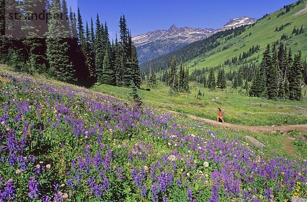 Hiker walks trail to Singing Pass  lupin in foreground  Whistler Mountain  Whistler