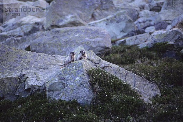 Marmots on rock in mountain meadow  Whistler  BC Canada