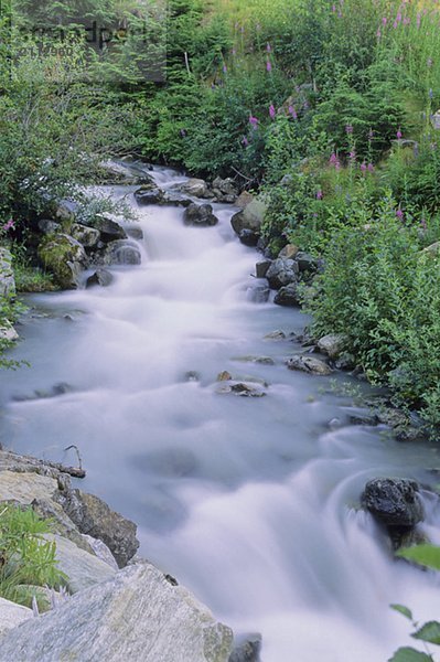 Mountain stream with fireweed and trees  Whistler  BC Canada