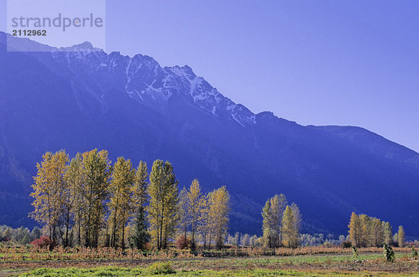 Farmland in autumn colors is Pemberton  BC  with Mt. Currie above